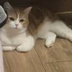 이시리
