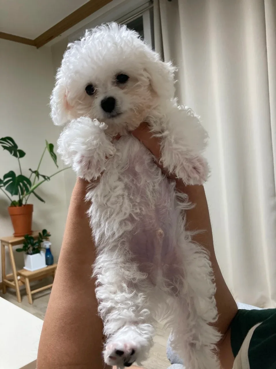 띵띵한멧돼지