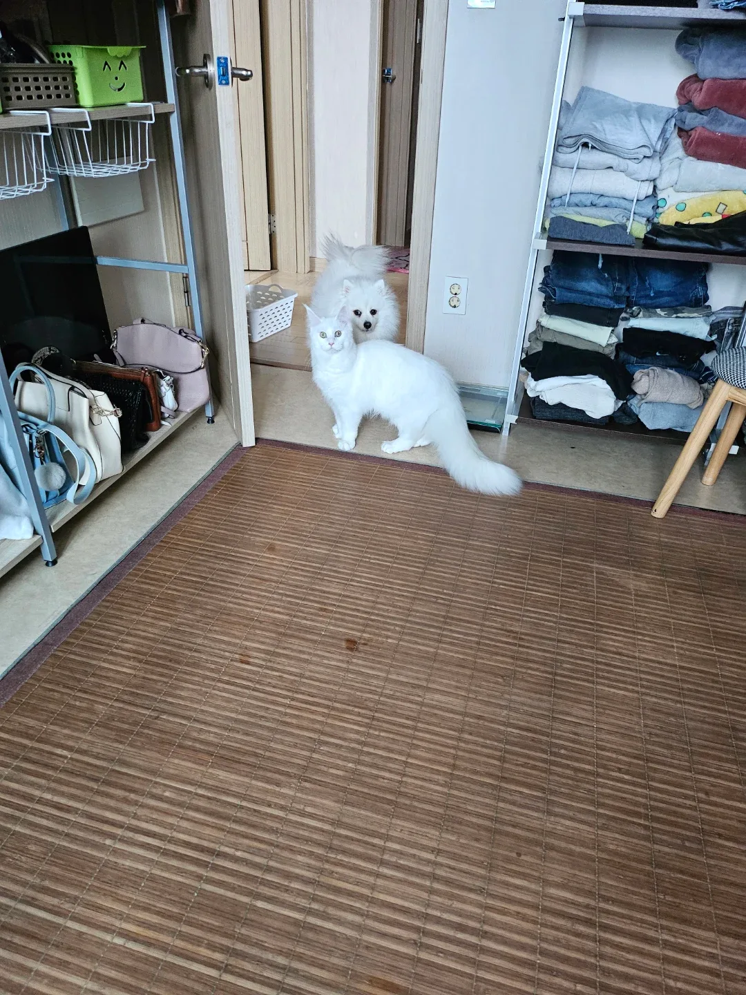 겨울이