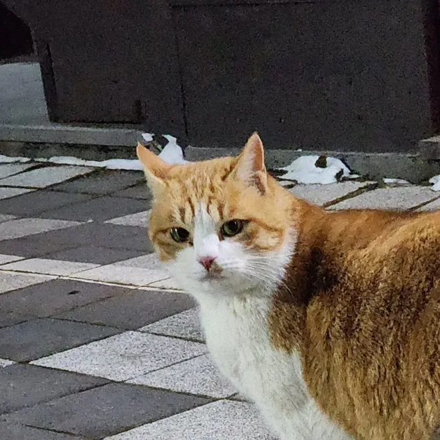 쿨거