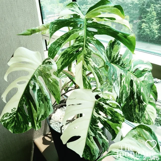 새벽
