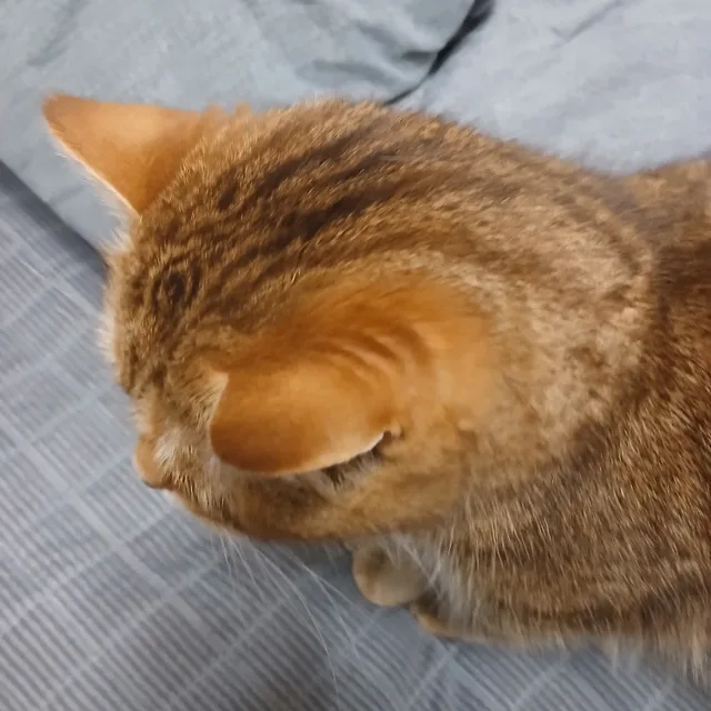 신비