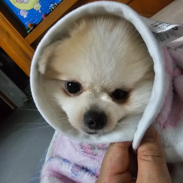 닐리