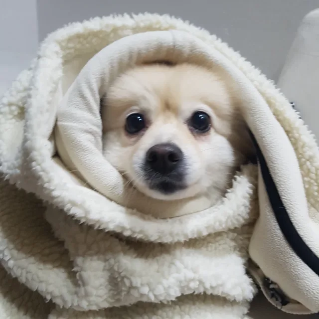 당근먹자