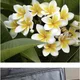 플루메리아
