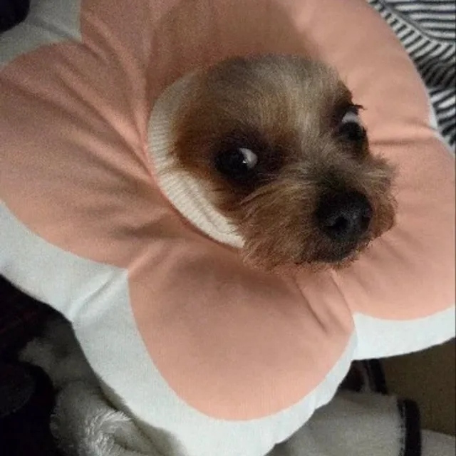 꼬미맘