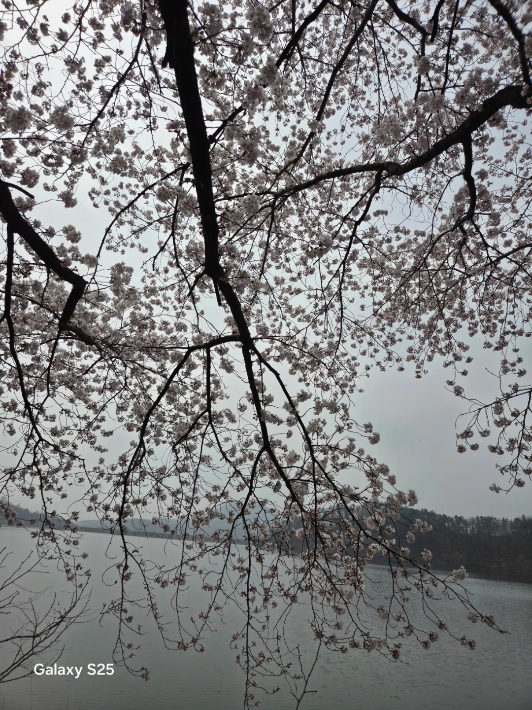수처작주