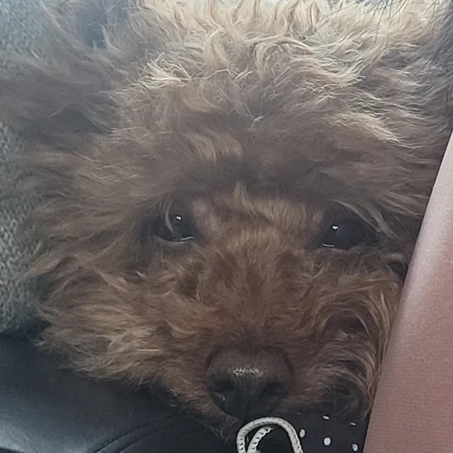 강아지냥아지