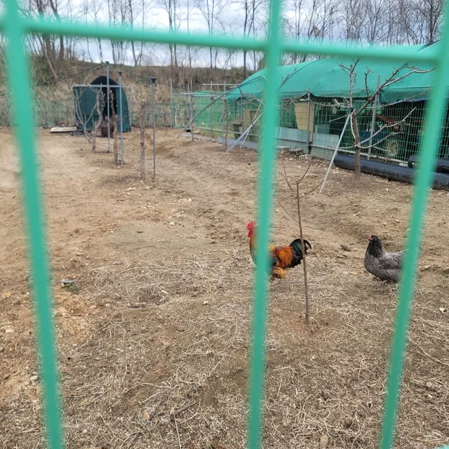 앵두