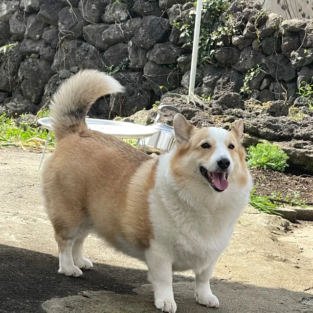 광령수호자