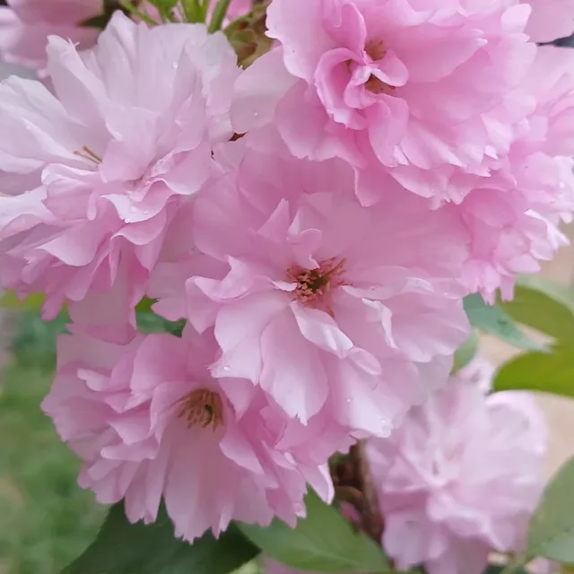 진금세