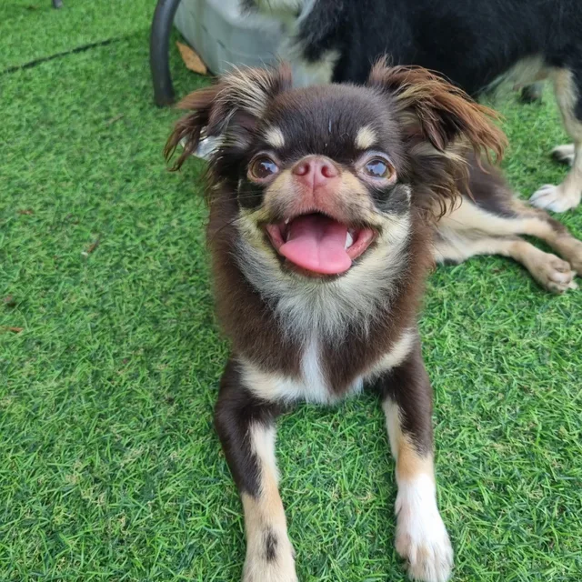 콩콩옥자맘