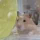 솜사탕