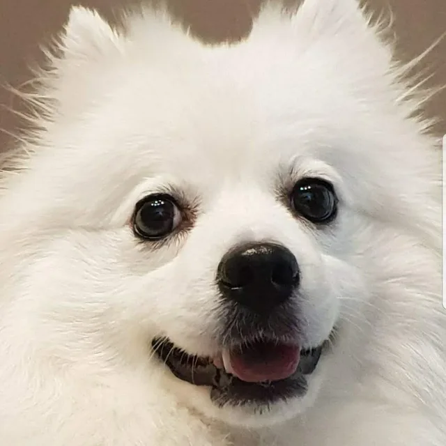 윤유