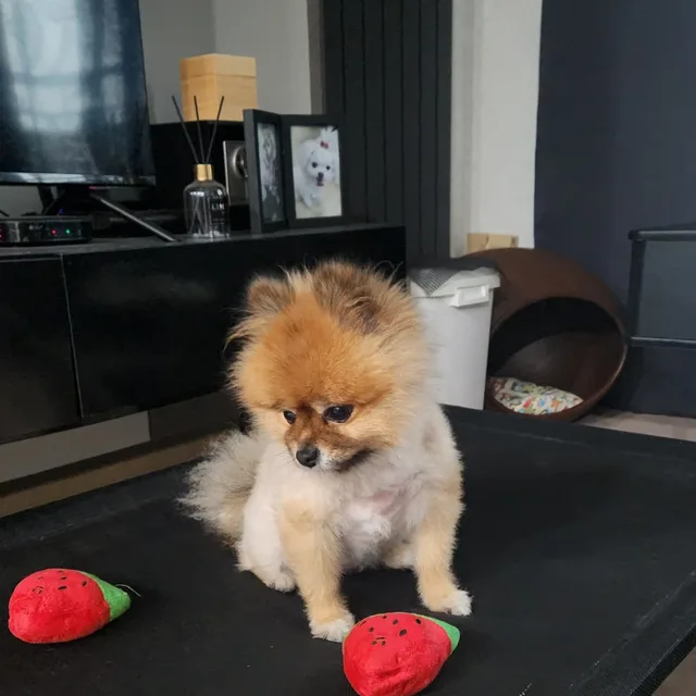쏭쏭