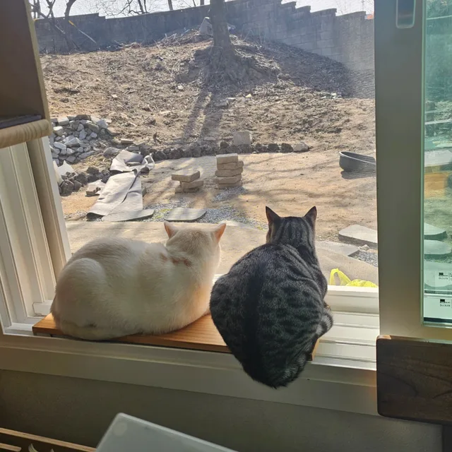 짜야