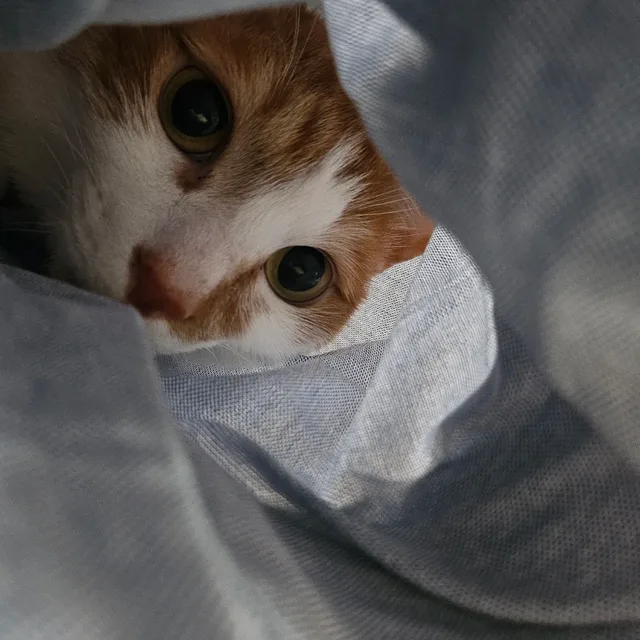 냥냥이