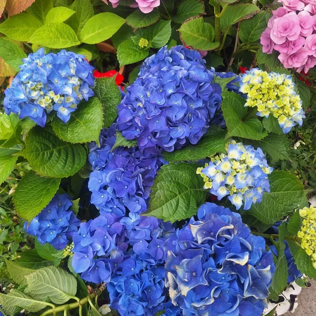 똑띠맘