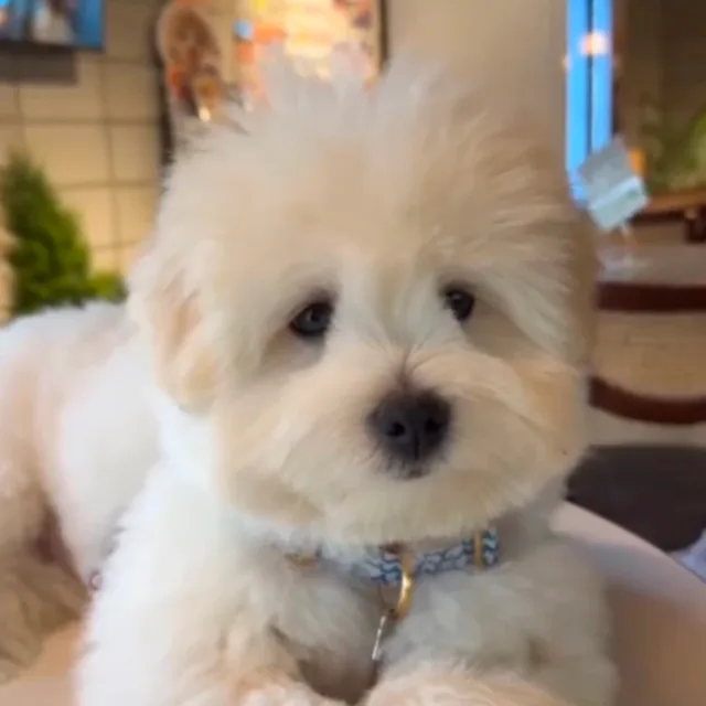 몽순이