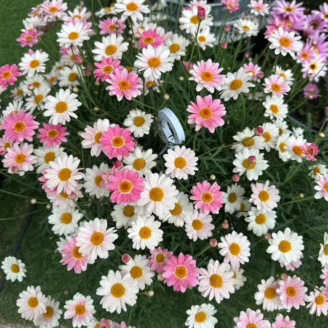 혜봄