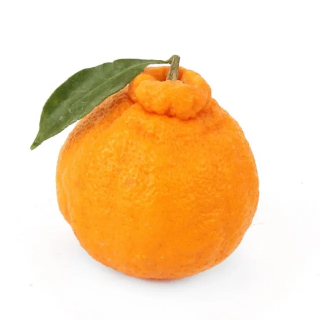 감전된한라봉
