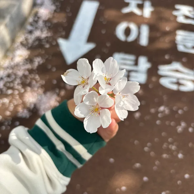 설콩이