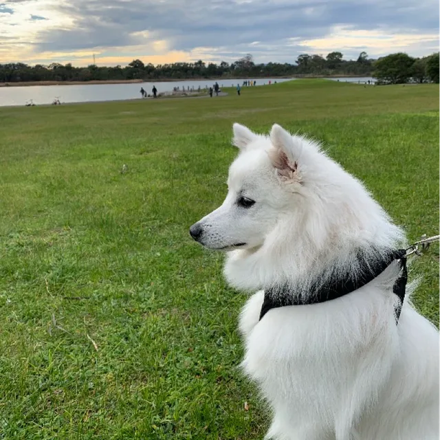 플린