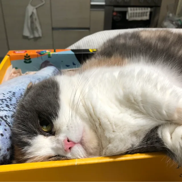 코코맘