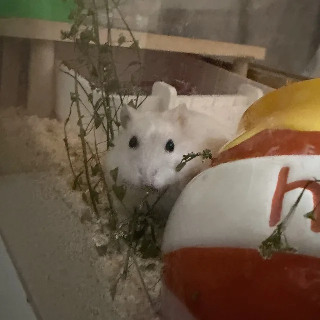 토코몬
