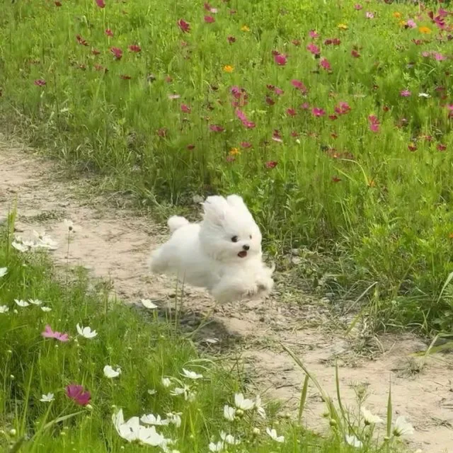 날아라찰박
