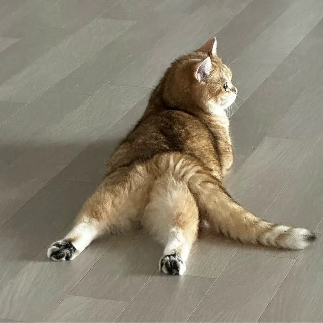 육뇽