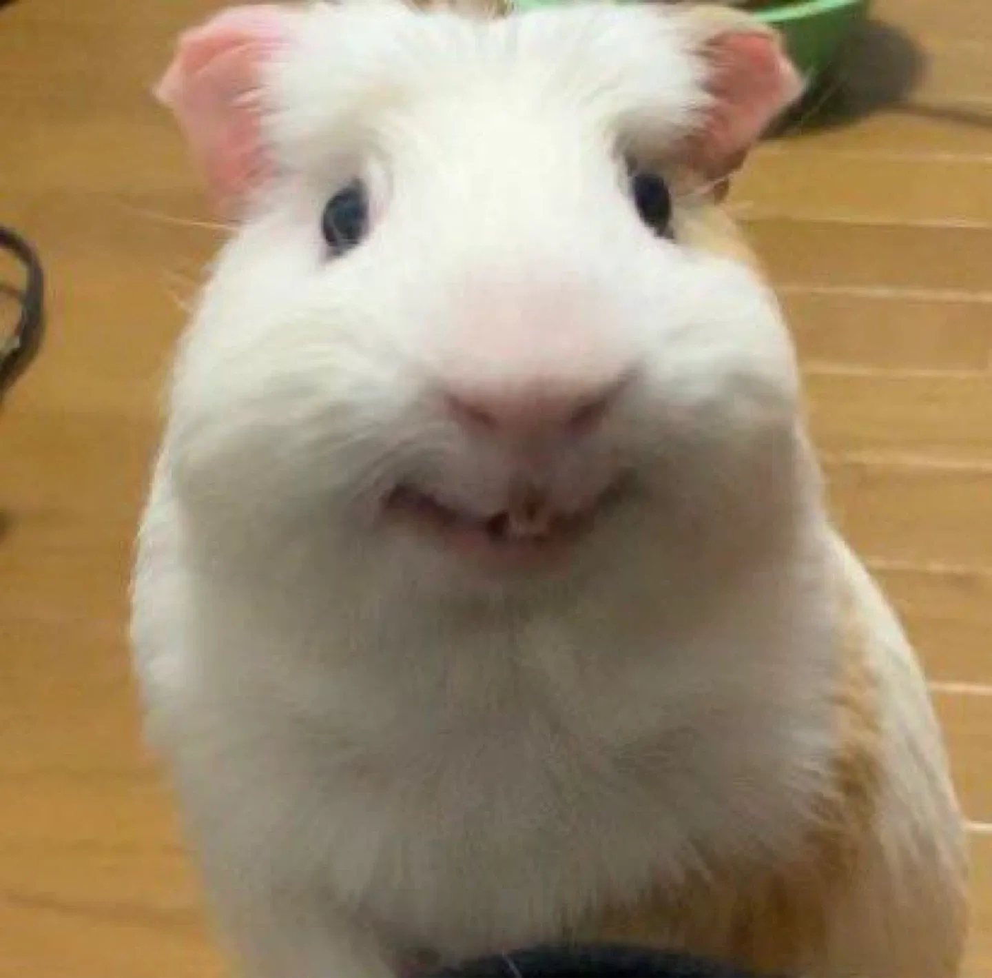 모시