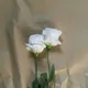 sloiilove