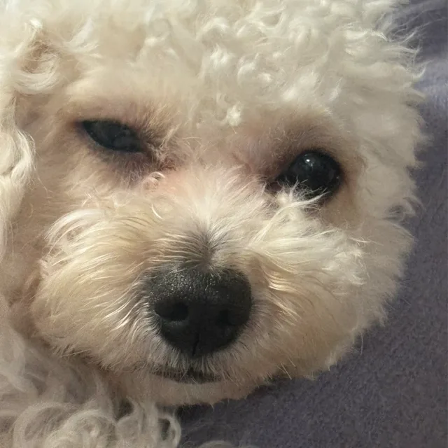 멍뭉이