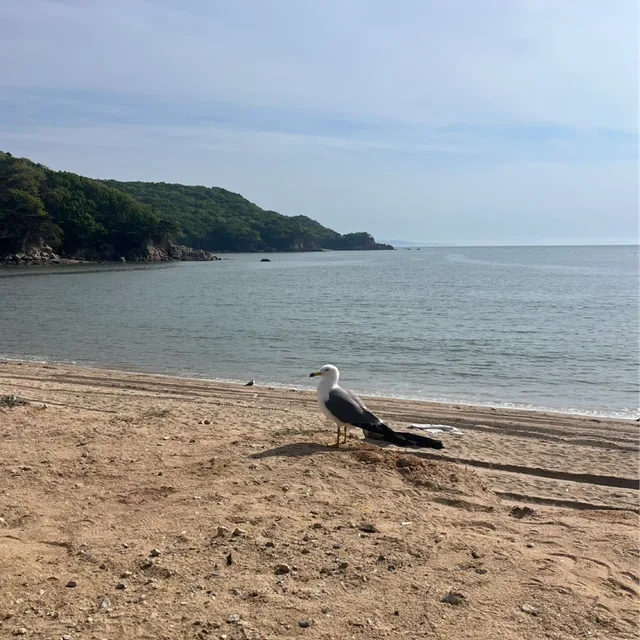 싱숭생수리