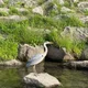 따오