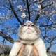 츕츕