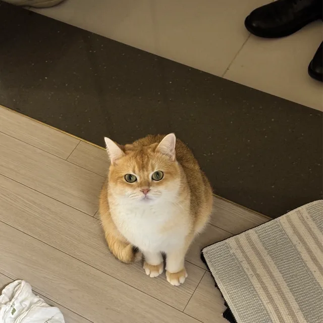 똥심