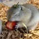 Marmochii