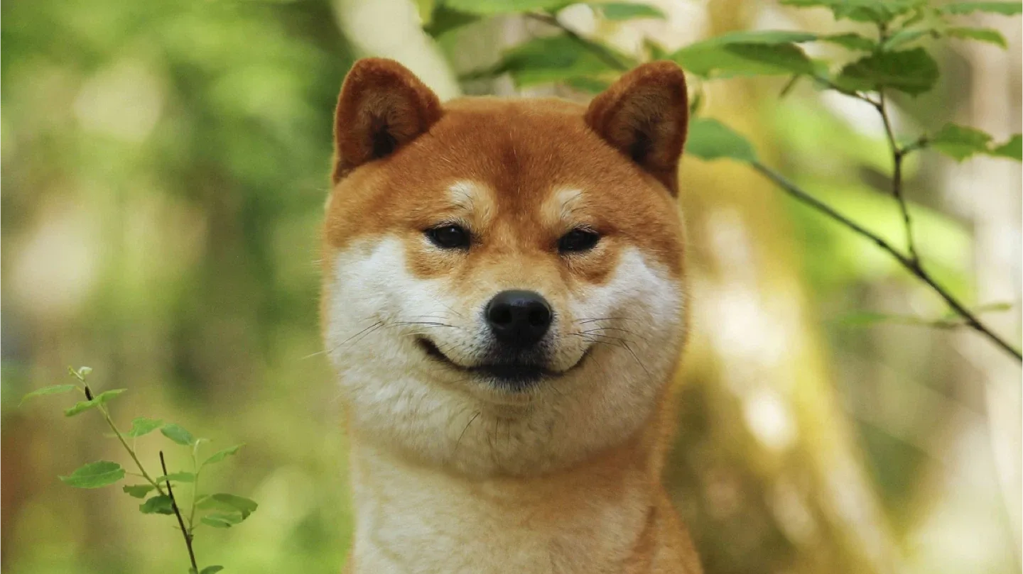 댕댕군