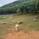 비비