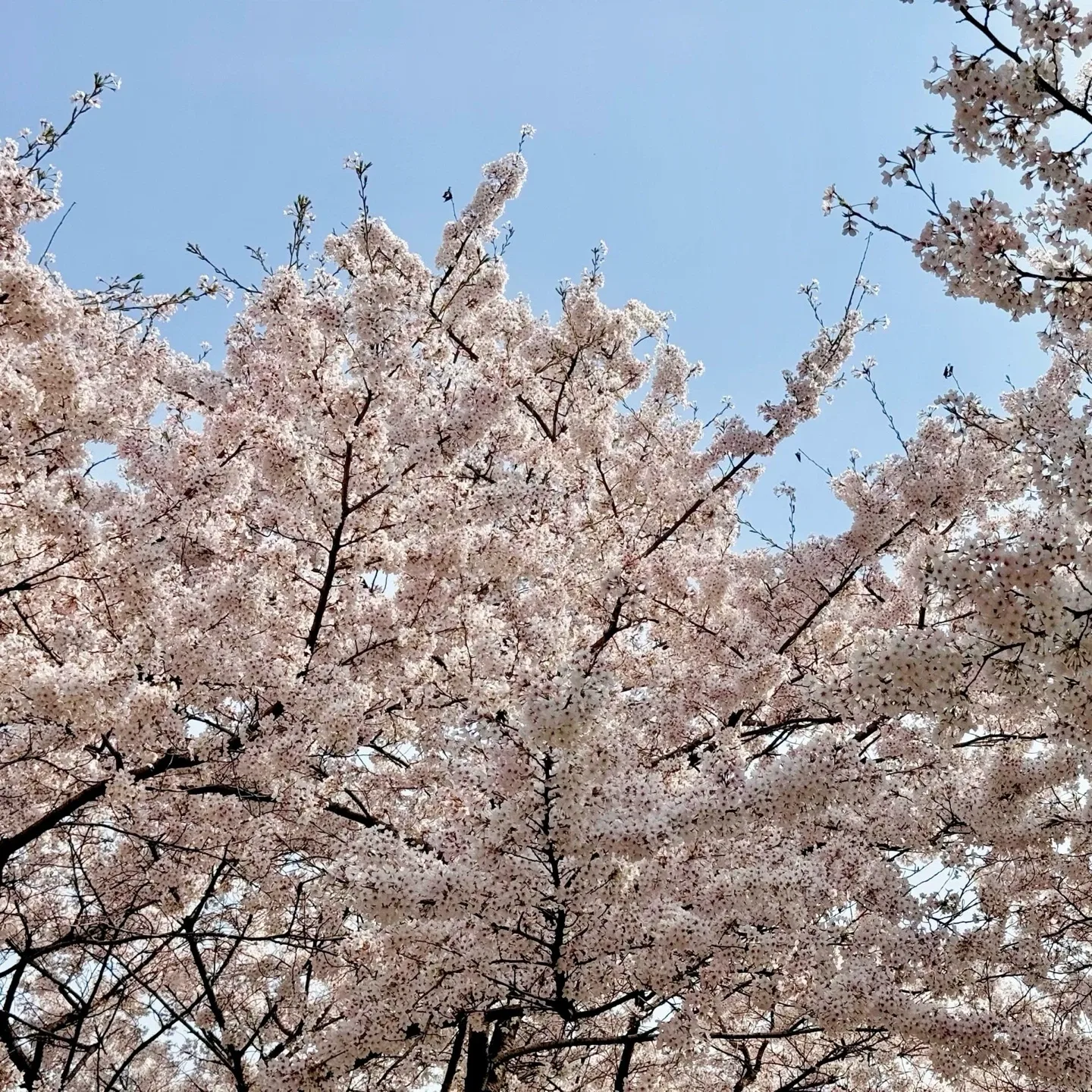 느유
