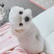이단추