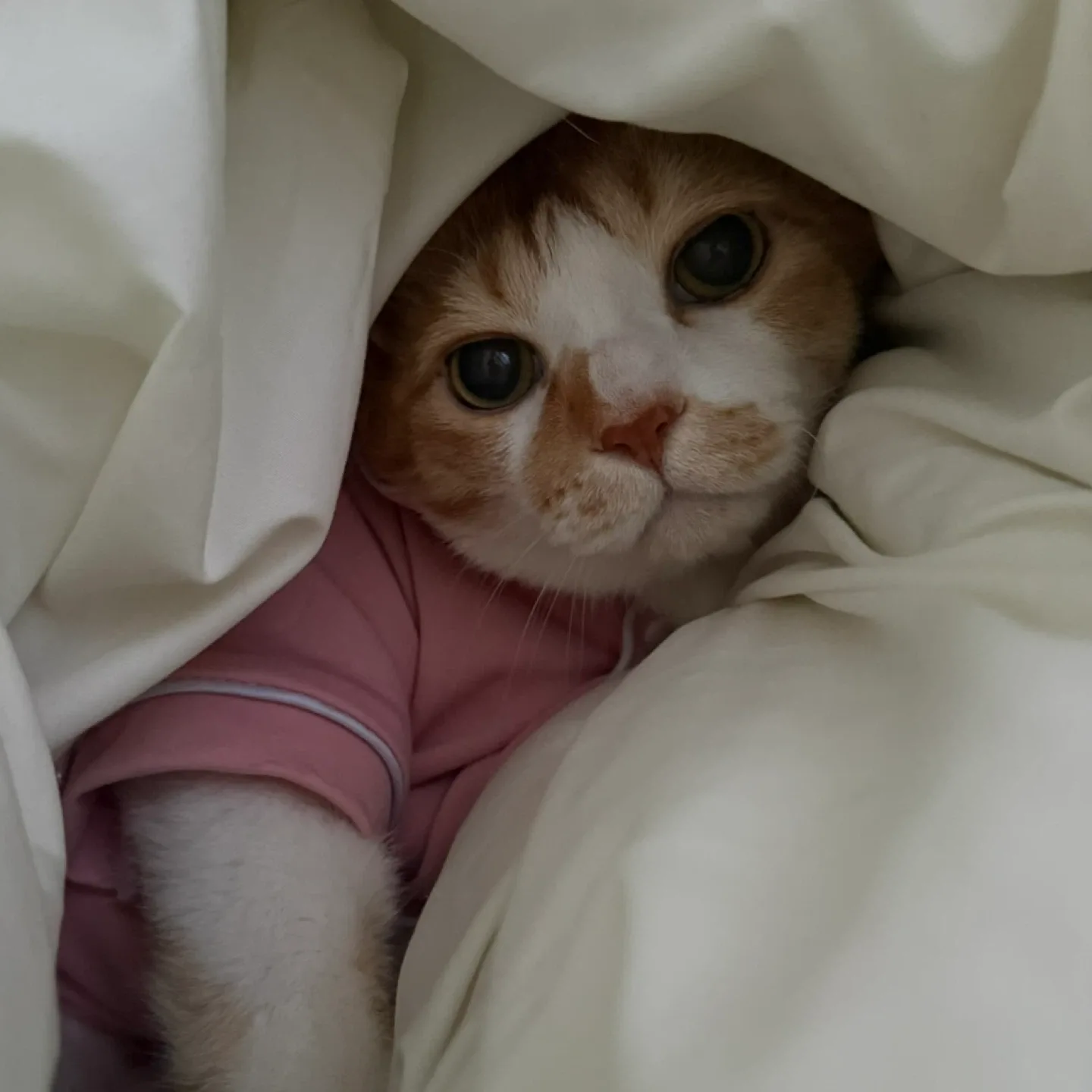 리봉