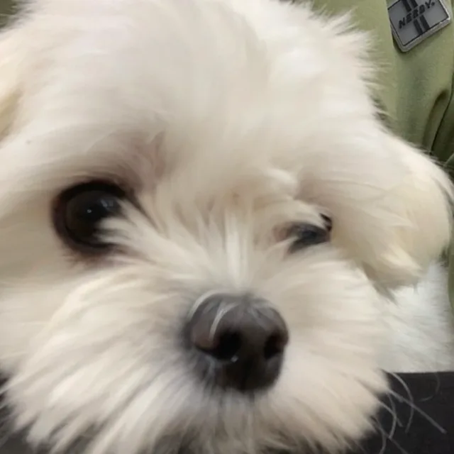뒷집아보카도
