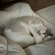 루이엄망이