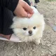 뚜룹비