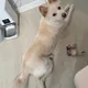 띠리리