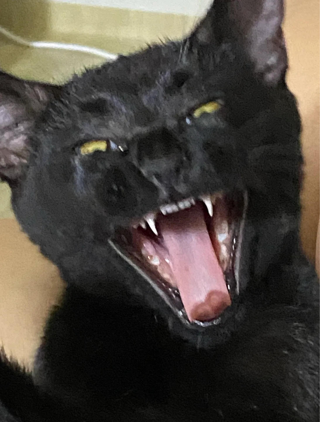 정직그잡채