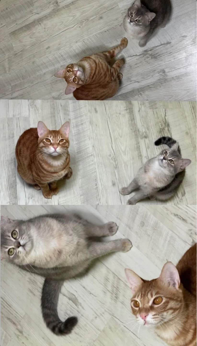 레아레오얌